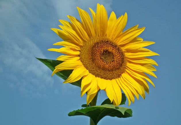 Zomerse conferenties